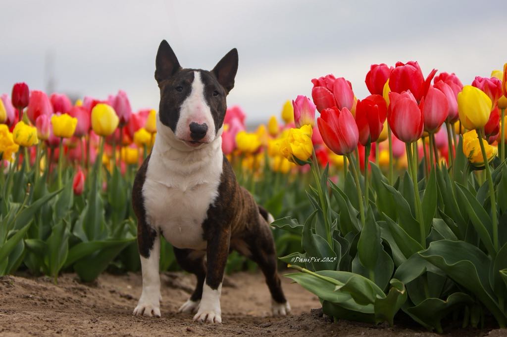 Miniature Bull Terrier from Happy Little Fellows, Hillegom